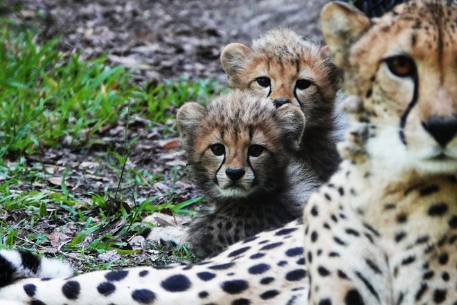 Two-month-old cheetah cubs keep watch with their mom, Ruffles, at White Oak Conservation, a wildlife refuge and scientific and conservation education center in Yulee, Florida.