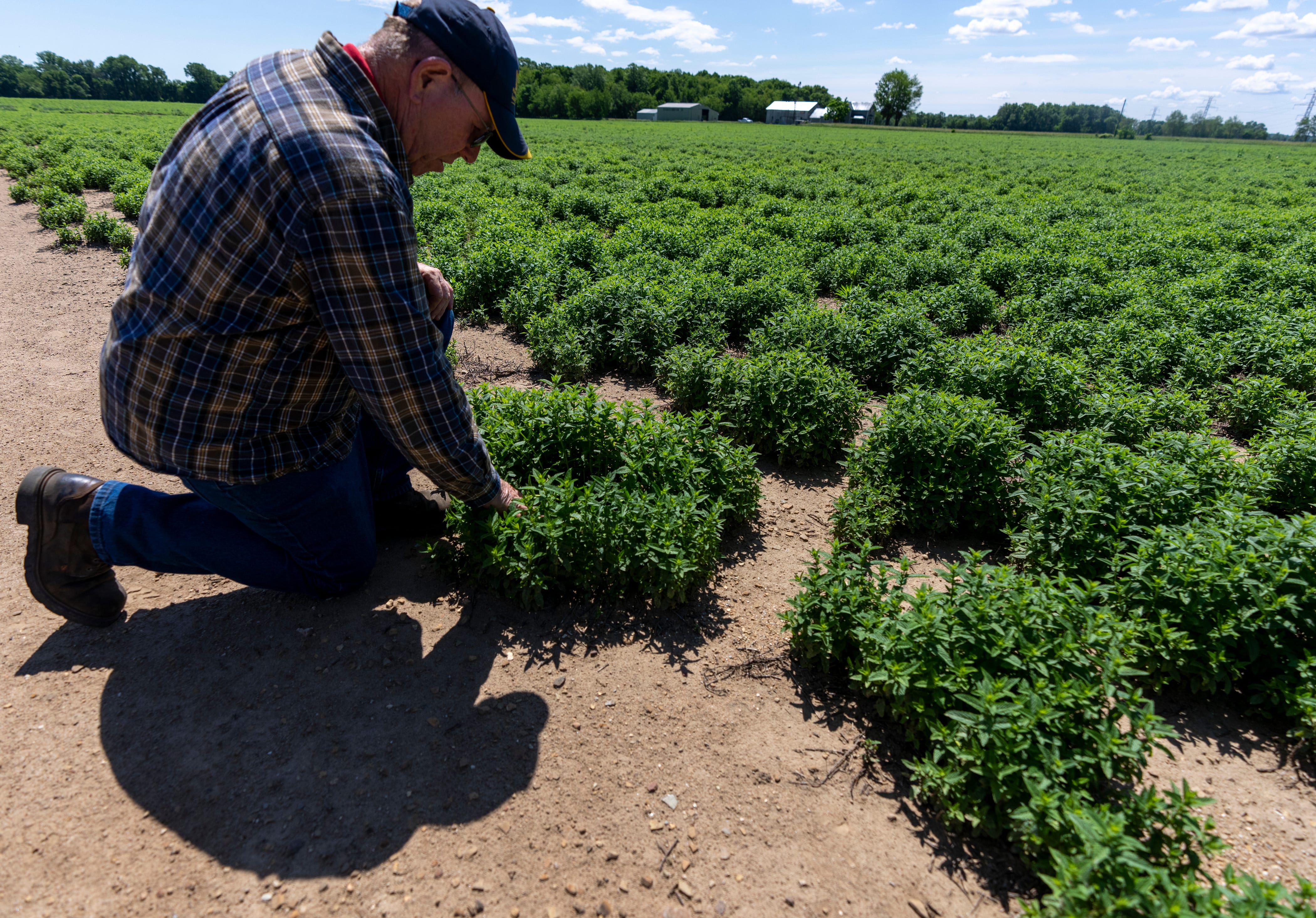 Farmers in northern Indiana are growing mint and flavoring the world