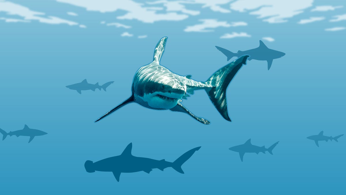 Do sharks have bones? Understanding the body composition of the ocean's apex predator