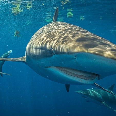 Three adult silky sharks swimming near the ocean's