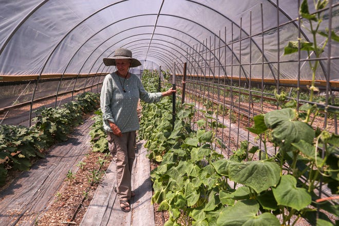 Boggy Creek Farm owner Carol Ann Sayle stands between cucumbers and eggplants in one of her farm's greenhouses on June 29. Sayle has owned the farm since September 1992, when she purchased it with her late husband, Larry Butler.