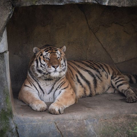 Jupiter, the 14-year-old Amur tiger, died of compl