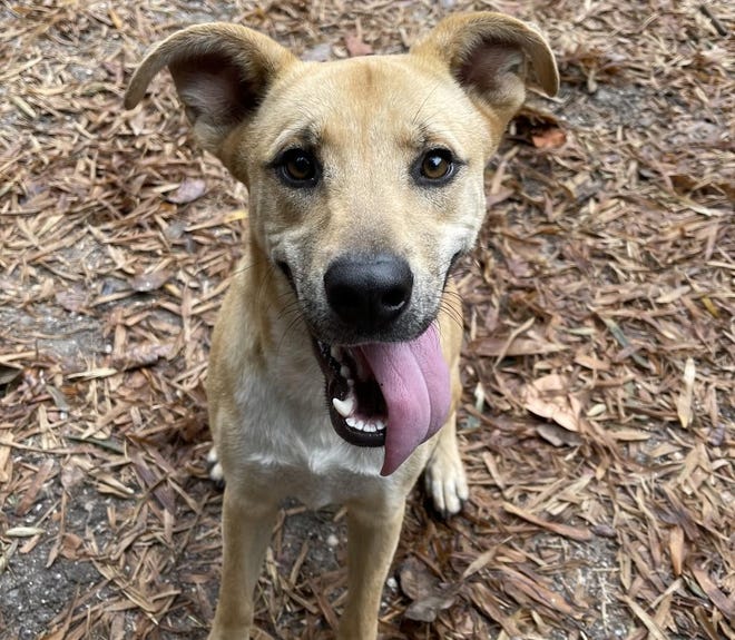 Jessie, a 1-year-old male mixed breed, is available for adoption through the Suncoast Humane Society, 6781 San Casa Drive, Englewood.