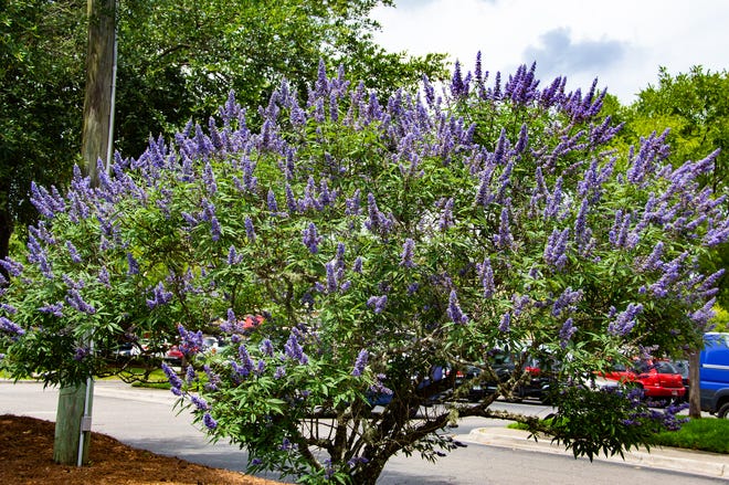 The chaste tree’s blue summer-to-fall flowers are very attractive to hummingbirds.