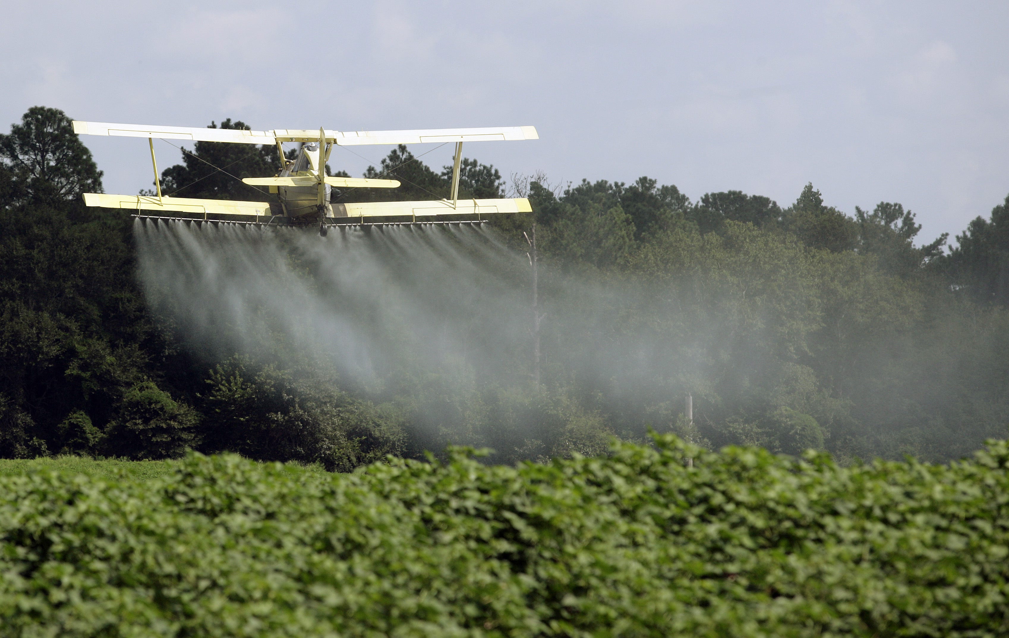 Pesticides and chemicals found in processed foods and the environment can impact human health.