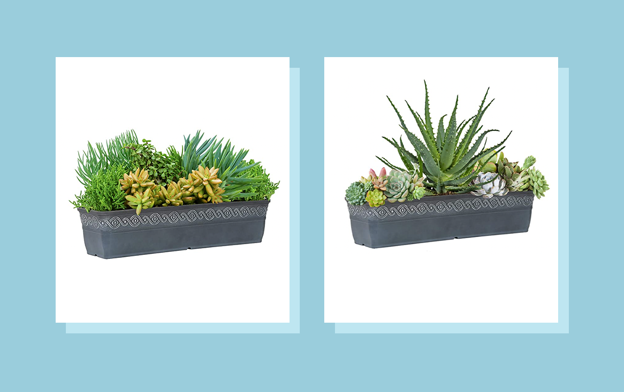 How often should you water a succulent? The important steps to take care of your plant