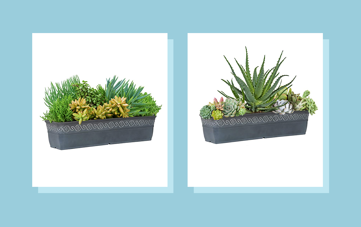 The list of 10+ How often should succulents be watered 2 How often should you water a succulent? The important steps to take care of your plant
