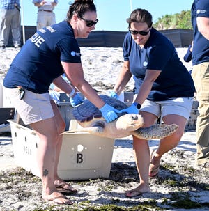 Naujosios Anglijos akvariumo biologės Linda Lory (kairėje) ir Sarah Perez 2022 m. birželio 29 d. West Dennis paplūdimyje paleido vėžlį.