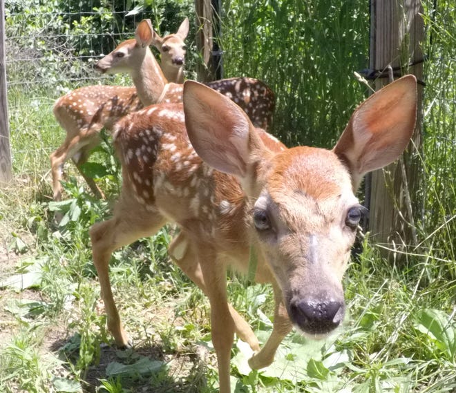 White-tailed deer fawns, shown Thursday, June 30, 2022, are being rehabilitated at the Howell Conference and Nature Center.