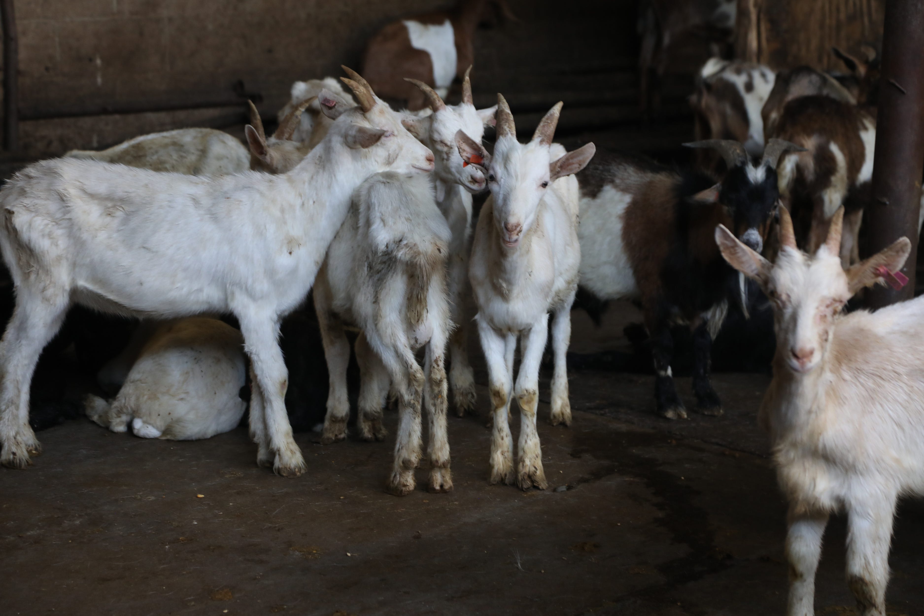 Goats shipped from a Texas ranch in the holding section of the ENA Meatpacking facility in Paterson, New Jersey before they are to be slaughtered. ENA, one of the largest Halal slaughterhouses in the United States, is a family-run business that slaughters and prepares goats, lambs, cattle and chickens, serving the Muslim community for Eid al Adha, the Feast of the Sacrifice, one of two major Muslim holidays.