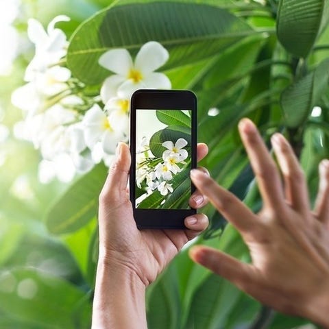 PlantSnap identifies over 600,000 plant species ra