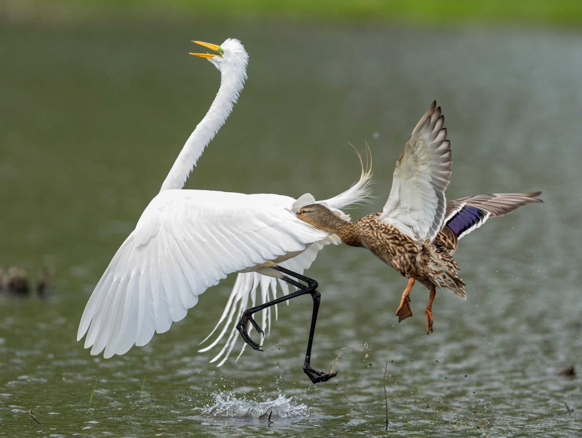 Theme winner in Woods and Wildlife by Craig Bamm.