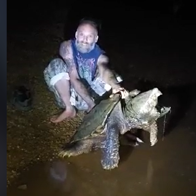 Turtle 200 store