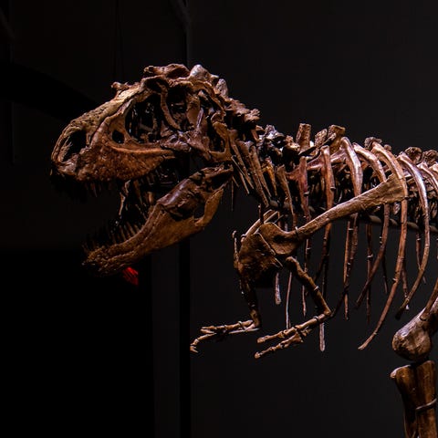 22-foot-long Gorgosaurus skeleton set to fetch mil