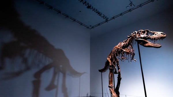 A Gorgosaurus dinosaur skeleton, the first to be o