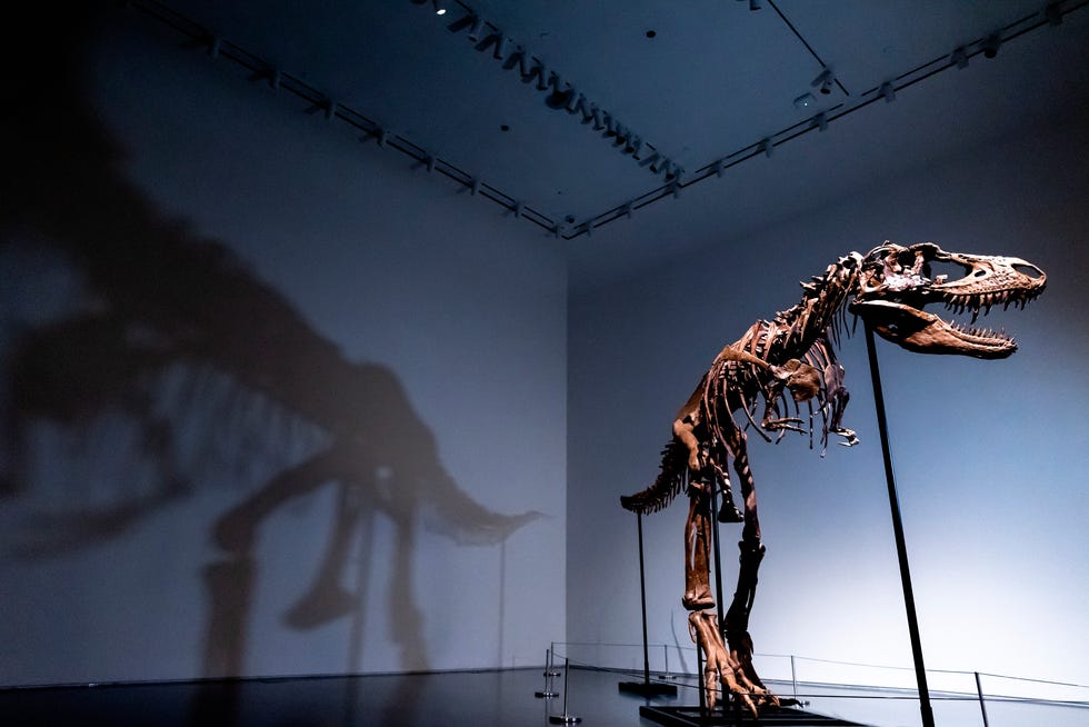 A Gorgosaurus dinosaur skeleton, the first to be offered at auction, at Sotheby's New York, Tuesday, July 5, 2022, in New York.