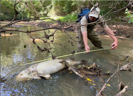 Chris James, a state EPD employee, measuring a flathead catfish found dead in Little River. EPD says soil amendment runoff over the summer from a Washington, Georgia farm killed nearly 1,700 fish in Little River.