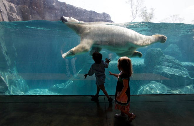 Andrew and Ella Zimmerman watch Hudson, a 3-year-old polar bear, swim at the new Great Bear Wilderness exhibit April 30 at the Brookfield Zoo in Brookfield, Ill.