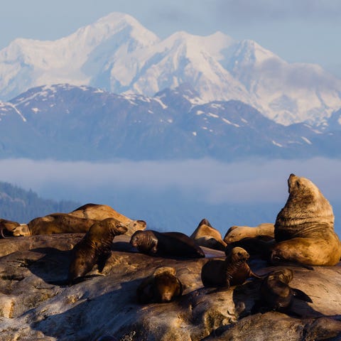 Steller Sea Lions are seen at Glacier Bay National