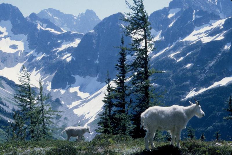 Goats eating grass on a mountainside.