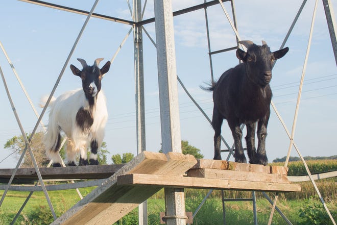Lars and Charlie, two pygmy goats named after the owners of the Peterson Farm, love eating volunteer trees and watching visitors from their perch.