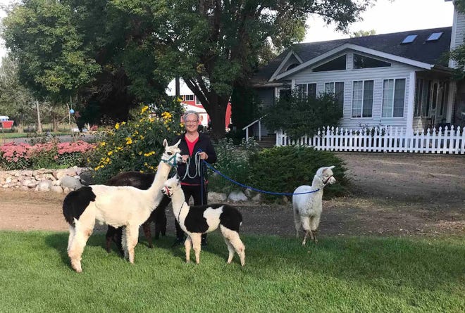 Karen Nelson, owner of the Shalom Cottage, also raises alpacas on her nearby farm, which guests are free to observe.