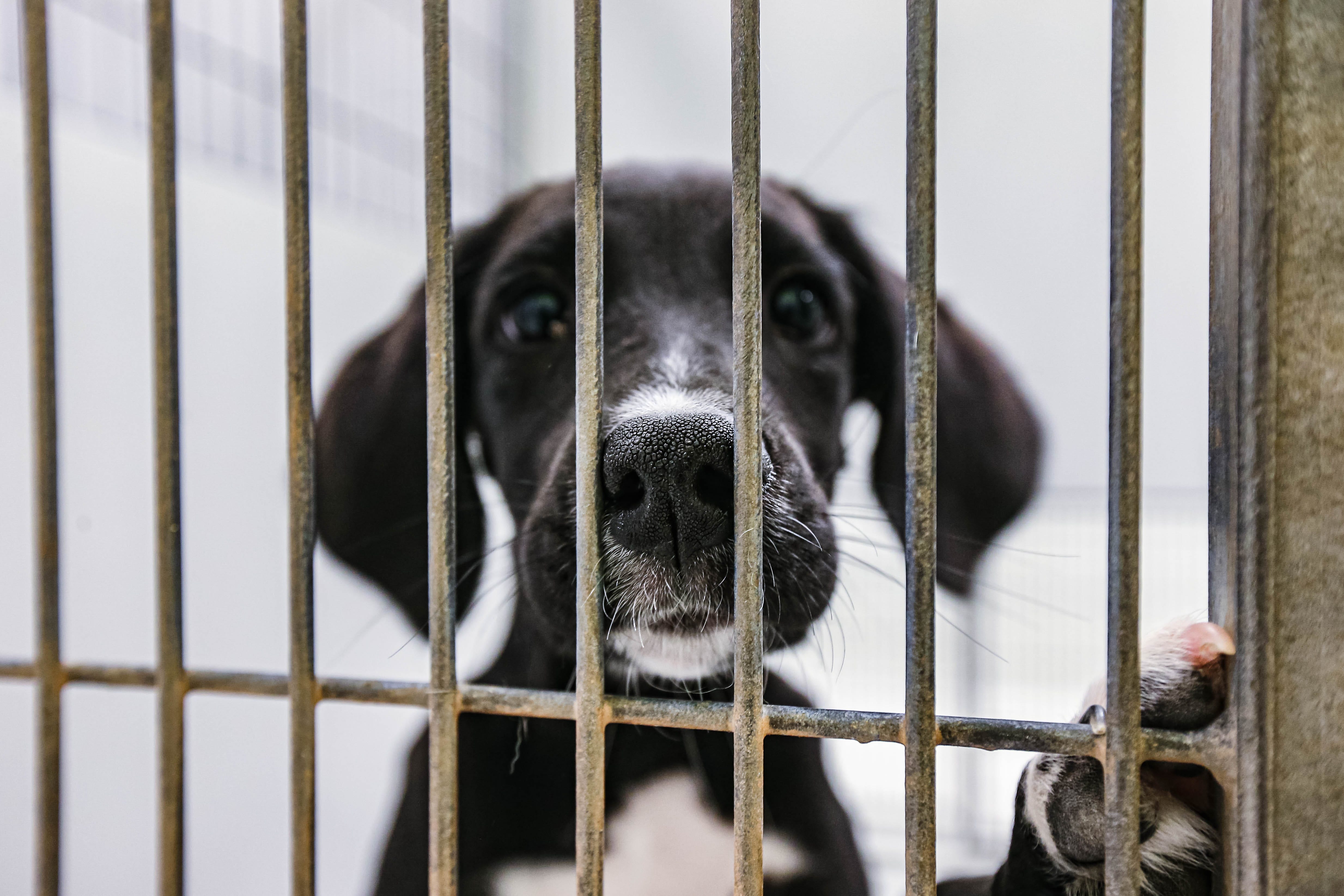 Oklahoma City animal shelters overcrowded during busy season