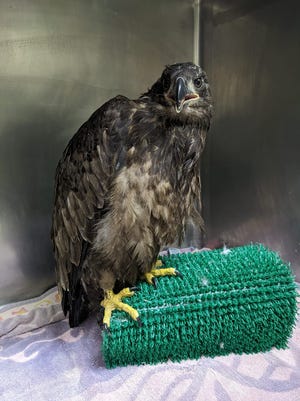 An eaglet named ND17 is recovering at Humane Indiana Wildlife Rehabilitation and Education Center in Valparaiso after falling from its nest at St. Patrick's County Park in South Bend.