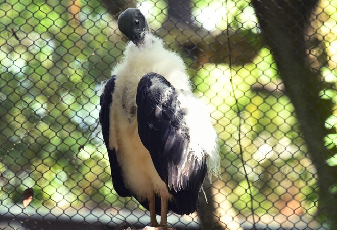 Striking a dignified pose. The Brevard Zoo in Viera has had several new animals born recently, including this king vulture chick.