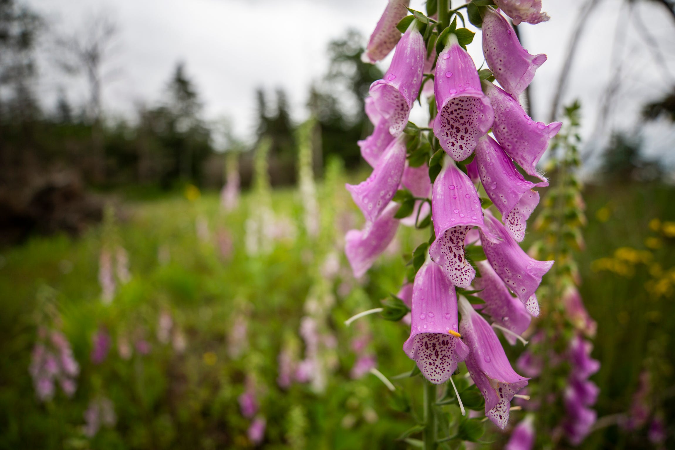 In Portapique, the gunman's house on the bay is razed and gone. Nature is reclaiming the land. Although there are burn scars on the birch trees, a carpet of tall grass and purple lupine flowers cover whatever stones remain.