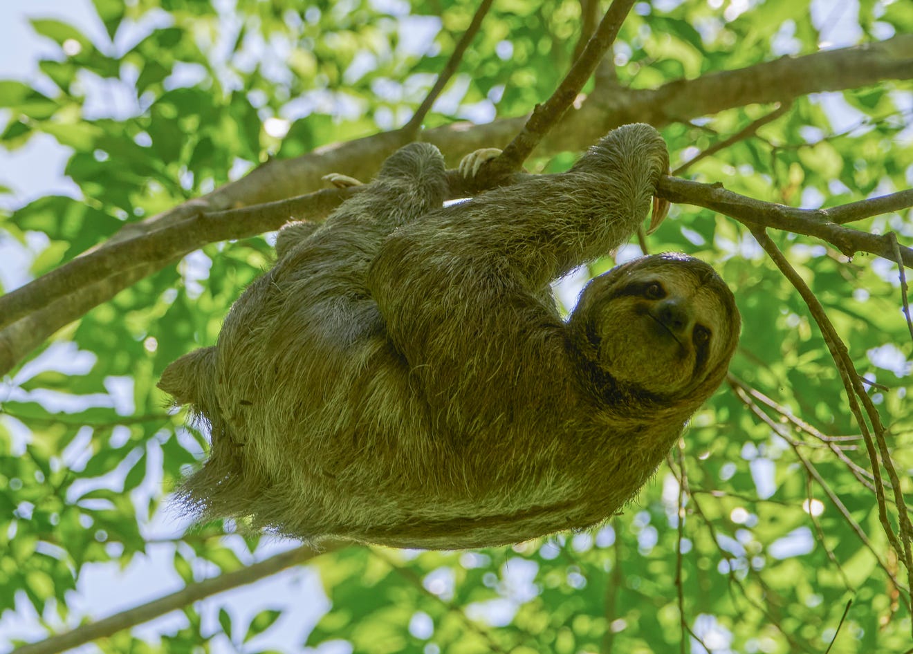Are sloths dangerous? What to know about the slow-moving creatures