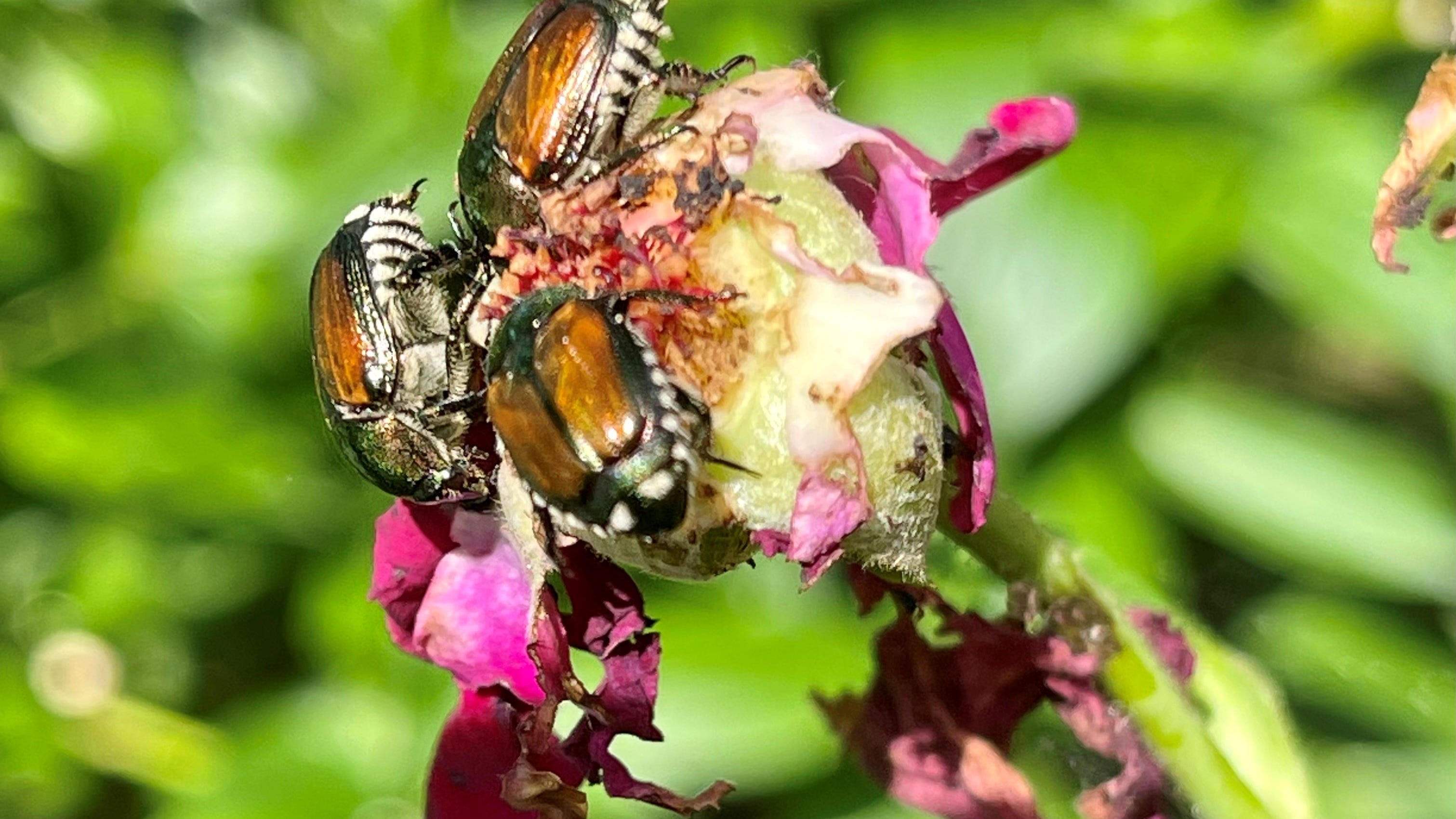 What Wisconsin gardeners should know about Japanese beetles