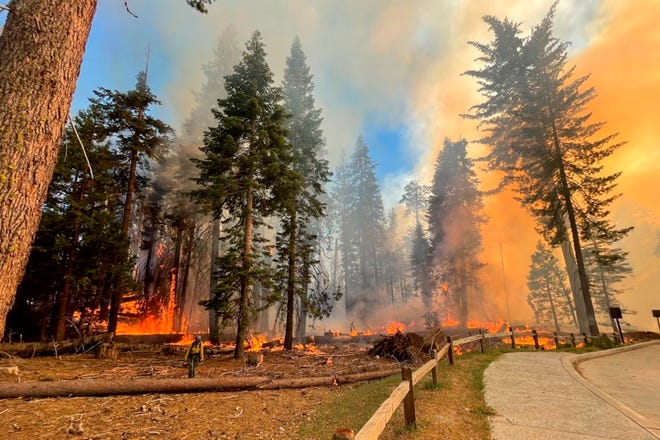 Kebakaran hutan Yosemite adalah ancaman terbaru bagi pohon sequoia raksasa