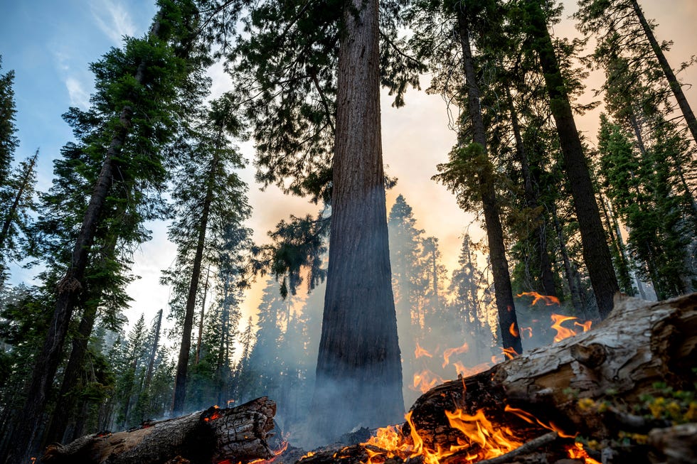جمعہ، 8 جولائی، 2022 کو یوسمائٹ نیشنل پارک، کیلیفورنیا میں ماریپوسا گرو میں واش برن آگ جل رہی ہے۔ 