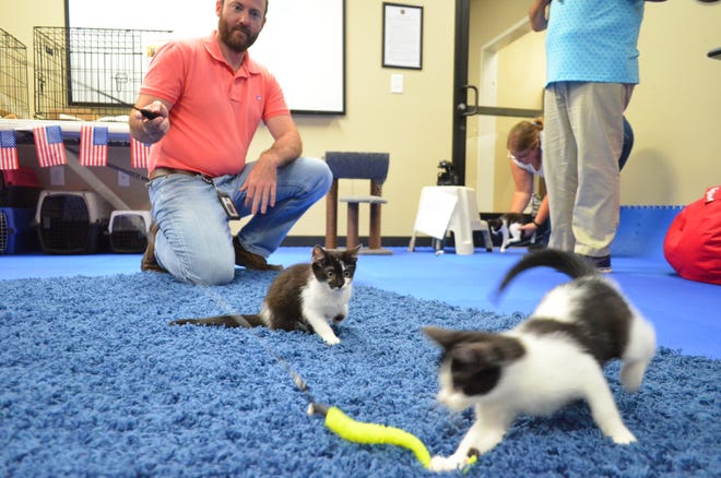 William Holcomb, a permit technician for the City of Franklin, Tenn., plays with kittens at the city's Kitty Hall event held Friday, July 8, 2022. Holcomb adopted a white cat, Creampuff, at last year's event.