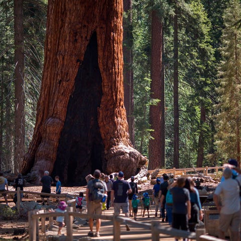 Visitors look at the Grizzly Giant tree in the Mar