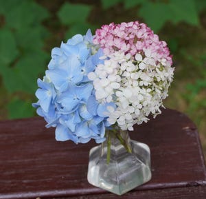 Red, white and blue hydrangea blossoms provide a medley of color in Northeast Ohio.