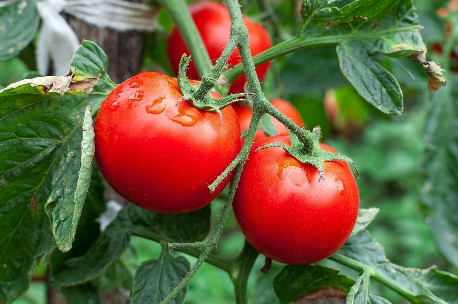 Gardening: Maximize the size of your tomatoes by following these helpful pointers