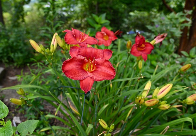 Daylily blooms come in a plethora of colors and they also have different shapes and sizes.
