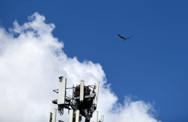 Activity at an Osprey nest on a cell tower near Shakertown Square by Lake Cable.    Tuesday, July 12, 2022.