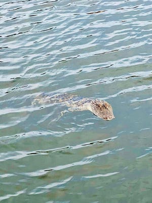 A crocodile hanging around the Seventh Street Canal in Surf City.