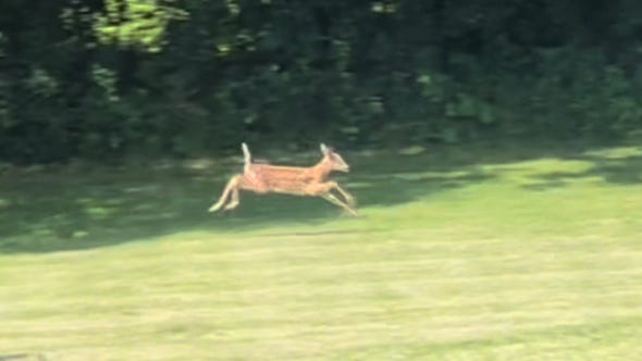 Watch a fawn learn to run in Williston