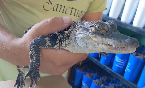 Long Lake alligator finds new home in Michigan reptile sanctuary