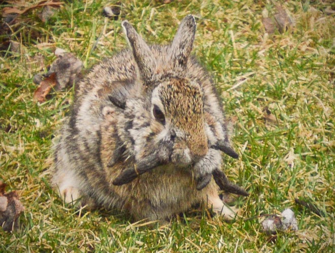 A rabbit with tentaclelike growths in a Minnesota yard.