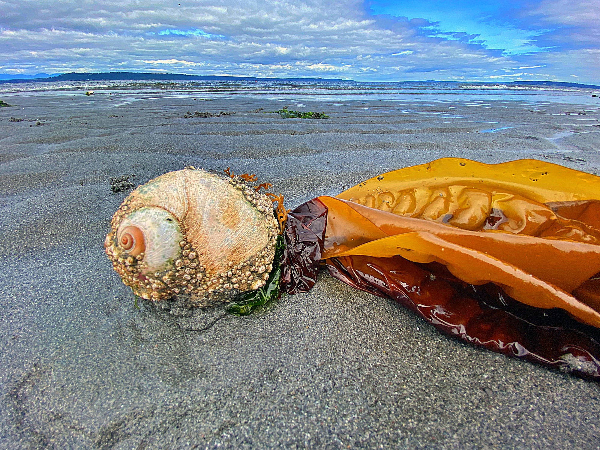 Moon snails The unique creature that eats other snails and clams