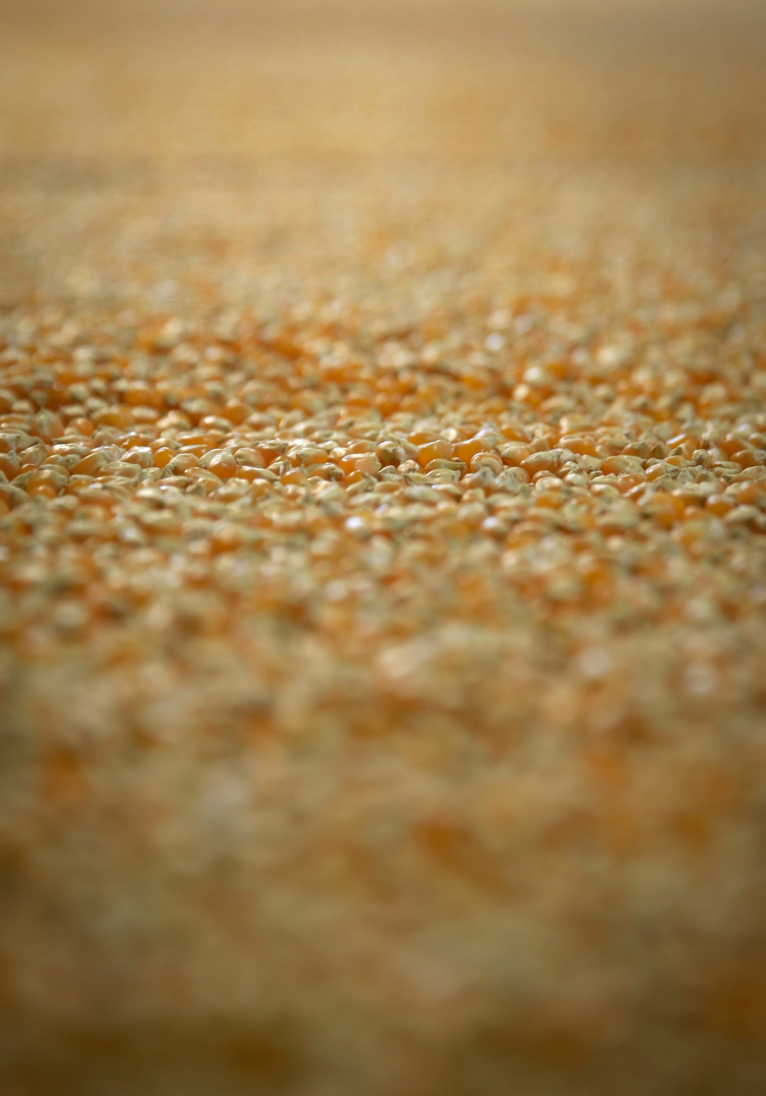 Iowa popcorn capital Schaller to RAGBRAI riders