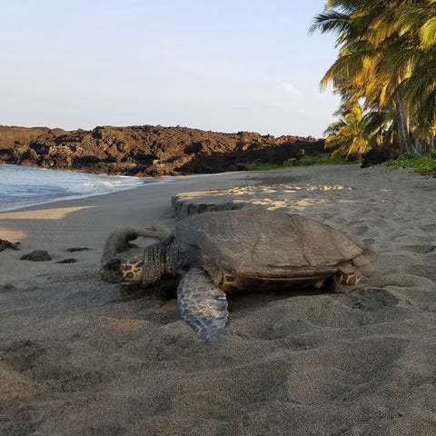 An endangered Hawaiian hawksbill sea turtle rests 