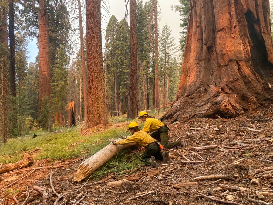 Firefighters clear loose brush from around a Sequoia tree in Mariposa Grove in Yosemite National Park, California. A wildfire on the edge of a grove of California's giant sequoias in Yosemite National Park grew overnight but remained partially contained Tuesday, July 12, 2022.