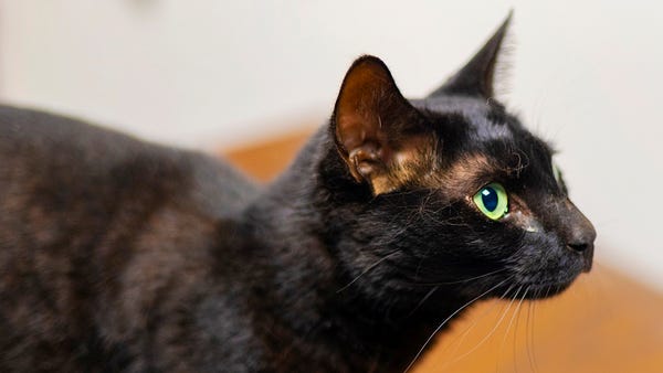 Rowdy the Cat after being captured on July 13, 202