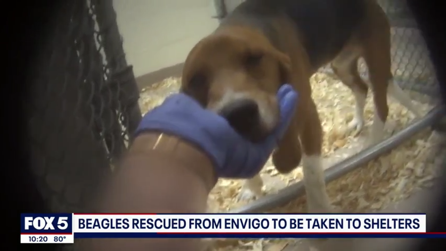 A federal judge approved a plan that calls for transferring 4,000 beagles housed at a troubled Virginia breeding facility to shelters where they can be adopted, according to court records.